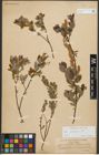 Foto von Salix starkeana Willd.